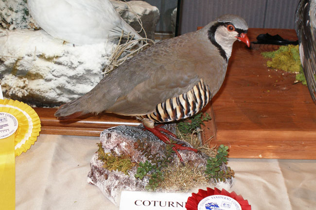 2007-coturnice